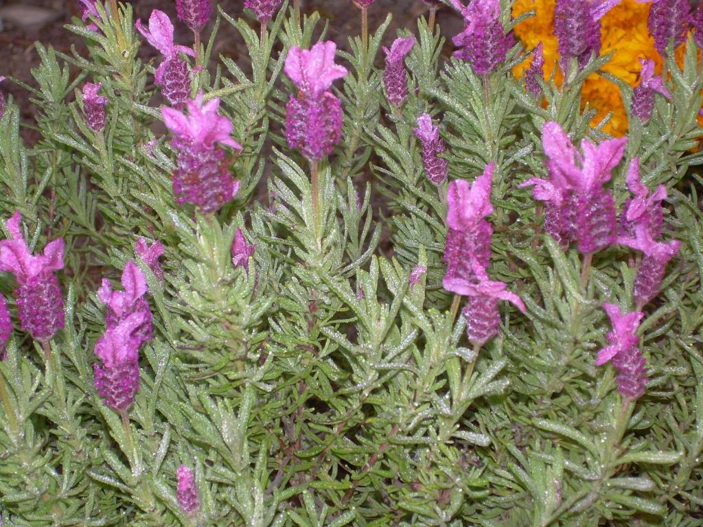 Mercatello sul Metauro Casa Balducci Bed&Breakfast מראה חיצוני תמונה